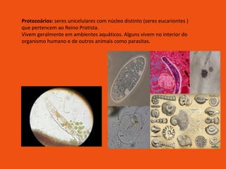 Protozoários:  seres unicelulares com núcleo distinto (seres eucariontes ) que pertencem ao Reino Protista. Vivem geralmente em ambientes aquáticos. Alguns vivem no interior do organismo humano e de outros animais como parasitas. 