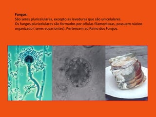 Fungos: São seres pluricelulares, excepto as leveduras que são unicelulares. Os fungos pluricelulares são formados por células filamentosas, possuem núcleo organizado ( seres eucariontes). Pertencem ao Reino dos Fungos. 