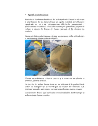  Agar BS (bismuto sulfito):
Se realizó la siembra en el cultivo el día 20 de septiembre, la cual se inicia con
la esterilización del asa bacteriológica en argolla pasándola por el fuego y
recogiendo un poco de microrganismo (Klebsiella pneumoniae) y
posteriormente se comienza a realizar la siembra por agotamiento; después de
realizar la siembra lo dejamos 24 horas esperando al día siguiente un
resultado.
Las características principales de este agar son que es un medio utilizado para
el aislamiento y diferenciación se Shigella.
Una de sus colonias se evidencia convexa y la textura de las colonias es
cremosas, colonias aisladas.
La reacción del sulfato ferroso debió ser un indicador de la producción de
sulfuro de hidrogeno que es causada por las colonias de Salmonella H2S
positivas, las cuales reaccionan a provocar una coloración marrón o negro.
Los resultados de este agar fueron una coloración marrón, donde se logró el
aislamiento de algunas colonias.
 