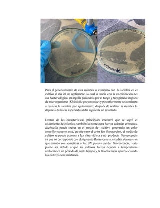 Para el procedimiento de esta siembra se comenzó con la siembra en el
cultivo el día 20 de septiembre, la cual se inicia con la esterilización del
asa bacteriológica en argolla pasándola por el fuego y recogiendo un poco
de microrganismo (Klebsiella pneumoniae) y posteriormente se comienza
a realizar la siembra por agotamiento; después de realizar la siembra lo
dejamos 24 horas esperando al día siguiente un resultado.
Dentro de las características principales encontré que se logró el
aislamiento de colonias, también la contextura fueron colonias cremosas,
Klebsiella puede crecer en el medio de cultivo generando un color
amarillo suave en este, en este caso el color fue blanquecino, el medio de
cultivo se puede exponer a luz ultra violeta y no producir fluorescencia
ya que no corresponde con el pigmento fluorescencia, estudios demuestran
que cuando son sometidas a luz UV pueden perder fluorescencia, esto
puede ser debido a que los cultivos fueron dejados a temperaturas
ambiente en un periodo de corto tiempo y la fluorescencia aparece cuando
los cultivos son incubados.
 