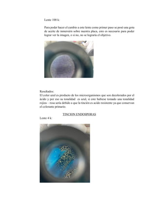 Lente 100 k:
Para poder hacer el cambio a este lente como primer paso se posó una gota
de aceite de inmersión sobre nuestra placa, esto es necesario para poder
lograr ver la imagen, o si no, no se lograría el objetivo.
Resultados:
El color azul es producto de los microorganismos que son decolorados por el
ácido y por eso su tonalidad es azul, si este hubiese tomado una tonalidad
rojiza – rosa seria debido a que la tinción es acido resistente ya que conservan
el colorante primario.
TINCION ENDOSPORAS
Lente 4 k:
 