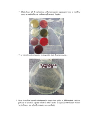  El día lunes 20 de septiembre así lucían nuestros agares previos a la siembra,
como se puede observar están completamente limpios.
 el microorganismo que me correspondió lucia de esta manera…
 luego de realizar todas la siembra en los respectivos agares se debió esperar 24 horas
para ver el resultado y poder observar si tuvo éxito, las cajas de Petri fueron puestas
verticalmente una sobre la otra para ser guardadas.
 