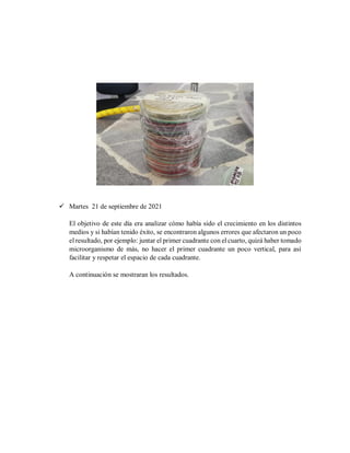  Martes 21 de septiembre de 2021
El objetivo de este día era analizar cómo había sido el crecimiento en los distintos
medios y si habían tenido éxito, se encontraron algunos errores que afectaron un poco
el resultado, por ejemplo: juntar el primer cuadrante con el cuarto, quizá haber tomado
microorganismo de más, no hacer el primer cuadrante un poco vertical, para así
facilitar y respetar el espacio de cada cuadrante.
A continuación se mostraran los resultados.
 