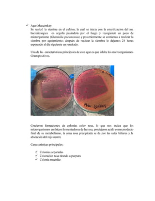  Agar Macconkey
Se realizó la siembra en el cultivo, la cual se inicia con la esterilización del asa
bacteriológica en argolla pasándola por el fuego y recogiendo un poco de
microrganismo (Klebsiella pneumoniae) y posteriormente se comienza a realizar la
siembra por agotamiento; después de realizar la siembra lo dejamos 24 horas
esperando al día siguiente un resultado.
Una de las características principales de este agar es que inhibe los microorganismos
Gram positivos.
Crecieron formaciones de colonias color rosa, lo que nos indica que los
microrganismos entéricos fermentadores de lactosa, produjeron acido como producto
final de su metabolismo, la zona rosa precipitada se da por las sales biliares y la
absorción del rojo neutro
Características principales:
 Colonias separadas
 Coloración rosa tirando a purpura
 Colonia mucoide
 