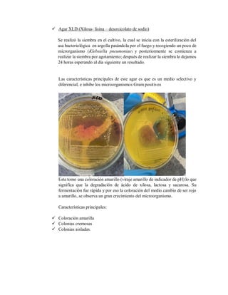  Agar XLD (Xilosa- lisina – desoxicolato de sodio)
Se realizó la siembra en el cultivo, la cual se inicia con la esterilización del
asa bacteriológica en argolla pasándola por el fuego y recogiendo un poco de
microrganismo (Klebsiella pneumoniae) y posteriormente se comienza a
realizar la siembra por agotamiento; después de realizar la siembra lo dejamos
24 horas esperando al día siguiente un resultado.
Las características principales de este agar es que es un medio selectivo y
diferencial, e inhibe los microorganismos Gram positivos
Este tomo una coloración amarillo (viraje amarillo de indicador de pH) lo que
significa que la degradación de ácido de xilosa, lactosa y sacarosa. Su
fermentación fue rápida y por eso la coloración del medio cambio de ser rojo
a amarillo, se observa un gran crecimiento del microorganismo.
Características principales:
 Coloración amarilla
 Colonias cremosas
 Colonias aisladas.
 