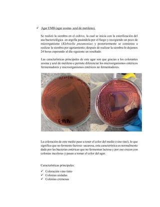  Agar EMB (agar eosina- azul de metileno).
Se realizó la siembra en el cultivo, la cual se inicia con la esterilización del
asa bacteriológica en argolla pasándola por el fuego y recogiendo un poco de
microrganismo (Klebsiella pneumoniae) y posteriormente se comienza a
realizar la siembra por agotamiento; después de realizar la siembra lo dejamos
24 horas esperando al día siguiente un resultado.
Las características principales de este agar son que gracias a los colorantes
eosina y azul de metileno e permite diferenciar los microorganismos entéricos
fermentadores y microorganismos entéricos no fermentadores.
La coloración de este medio paso a tener el color del medio (vino tino), lo que
significa que no fermento lactosa- sacarosa, esta característica es normalmente
dada por las bacterias entéricas que no fermentan lactosa y por eso crecen con
colonias incoloras y pasan a tomar el color del agar.
Características principales:
 Coloración vino tinto
 Colonias aisladas
 Colonias cremosas
 