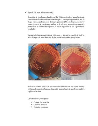  Agar HE ( agar hektoen enteric):
Se realizó la siembra en el cultivo el día 20 de septiembre, la cual se inicia
con la esterilización del asa bacteriológica en argolla pasándola por el
fuego y recogiendo un poco de microrganismo (Klebsiella pneumoniae) y
posteriormente se comienza a realizar la siembra por agotamiento; después
de realizar la siembra lo dejamos 24 horas esperando al día siguiente un
resultado.
Las caractisticas principales de este agar es que es un medio de cultivo
selectivo para la identificación de bacterias intestinales patogénicas.
Medio de cultivo selectivo, su coloración se tornó en una color naranja
brillante, lo que significa que Klepsiella es una bacteria que fermentadora
rápida de lactosa.
Características principales:
 Coloración amarilla
 Colonias aisladas
 Colonias cremosas
 