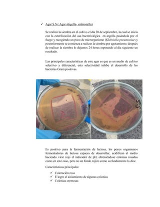  Agar S.S ( Agar shigella- salmonella)
Se realizó la siembra en el cultivo el día 20 de septiembre, la cual se inicia
con la esterilización del asa bacteriológica en argolla pasándola por el
fuego y recogiendo un poco de microrganismo (Klebsiella pneumoniae) y
posteriormente se comienza a realizar la siembra por agotamiento; después
de realizar la siembra lo dejamos 24 horas esperando al día siguiente un
resultado.
Las principales características de este agar es que es un medio de cultivo
selectivo y diferencial, esta selectividad inhibe el desarrollo de las
bacterias Gram positivas.
Es positivo para la fermentación de lactosa, los pocos organismos
fermentadores de lactosa capaces de desarrollar, acidifican el medio
haciendo virar rojo el indicador de pH, obteniéndose colonias rosadas
como en este caso, pero no un fondo rojizo como su fundamento lo dice.
Características principales:
 Coloración rosa
 E logro el aislamiento de algunas colonias
 Colonias cremosas
 