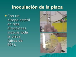 Inoculación de la placa   Con un hisopo estéril en tres direcciones inocule toda la placa (giros de 60°).  