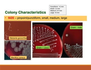 Colony morphology of bacteria, their IDs | PPTX