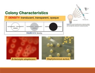 Colony morphology of bacteria, their IDs | PPTX