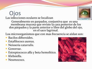 Ojos
Las infecciones oculares se localizan
Generalmente en parpados, conjuntiva que es una
membrana mucosa que reviste la cara posterior de los
dos párpados y la parte anterior o libre del globo del ojo,
en el saco lagrimal.
Loa microorganismos que con mas frecuencia se aíslan son:
 Bacilos difteroides.
 Estafilococo aureus.
 Neisseria catarralis.
 Gonorrae.
 Estreptococco alfa y beta hemolitico.
 Klebsiella.
 Neumococo.
 