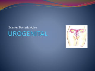 Examen Bacteriológico
 