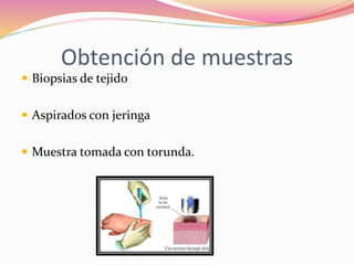 Obtención de muestras
 Biopsias de tejido
 Aspirados con jeringa
 Muestra tomada con torunda.
 