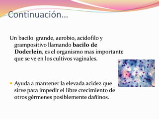 Continuación…
Un bacilo grande, aerobio, acidofilo y
grampositivo llamando bacilo de
Doderlein, es el organismo mas importante
que se ve en los cultivos vaginales.
 Ayuda a mantener la elevada acidez que
sirve para impedir el libre crecimiento de
otros gérmenes posiblemente dañinos.
 