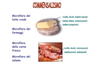Microflora dei formaggi Microflora del latte crudo Microflora della carne fresca Microflora del salame muffe, lieviti, bat...