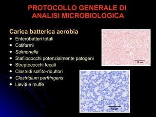 PROTOCOLLO GENERALE DI  ANALISI MICROBIOLOGICA <ul><li>Carica batterica aerobia </li></ul><ul><li>Enterobatteri totali </l...