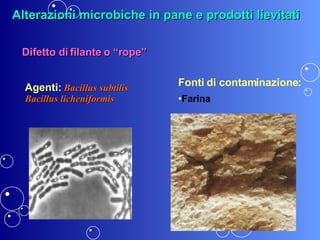 Difetto di filante o “rope” <ul><li>Fonti di contaminazione: </li></ul><ul><li>Farina </li></ul>Agenti:   Bacillus subtili...