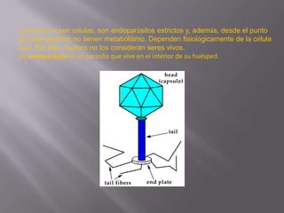 .

Los virus no son células, son endoparásitos estrictos y, además, desde el punto
de vista genético no tienen metabolismo. Dependen fisiológicamente de la célula
viva. Por ello, muchos no los consideran seres vivos.
Un endoparásito es un parasito que vive en el interior de su huésped.

 