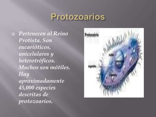 

Pertenecen al Reino
Protista. Son
eucarióticos,
unicelulares y
heterotróficos.
Muchos son mótiles.
Hay
aproximadamente
45,000 especies
descritas de
protozoarios.

 
