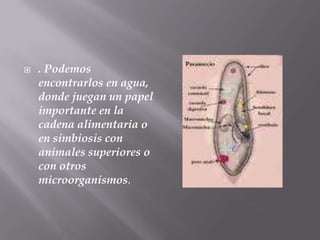 

. Podemos
encontrarlos en agua,
donde juegan un papel
importante en la
cadena alimentaria o
en simbiosis con
animales superiores o
con otros
microorganismos.

 