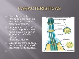 







Contribuyen a la
fertilidad del suelo, ya
que descomponen la
materia orgánica.
Funcionan en el control
natural de poblaciones
microbianas, ya que se
alimentan de varios
tipos de
microorganismos.
Causan enfermedades a
humanos y animales de
importancia doméstica.

 