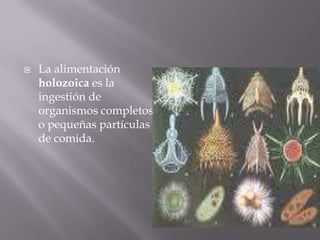 

La alimentación
holozoica es la
ingestión de
organismos completos
o pequeñas partículas
de comida.

 