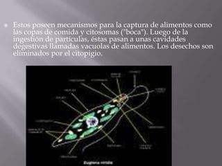 

Estos poseen mecanismos para la captura de alimentos como
las copas de comida y citosomas ("boca"). Luego de la
ingestión de partículas, éstas pasan a unas cavidades
degestivas llamadas vacuolas de alimentos. Los desechos son
eliminados por el citopigio.

 