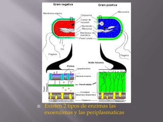 

Existen 2 tipos de enzimas las
exoenzimas y las periplasmaticas

 