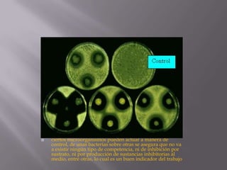 

ciertos microorganismos pueden actuar a manera de
control, de unas bacterias sobre otras se asegura que no va
a existir ningún tipo de competencia, ni de inhibición por
sustrato, ni por producción de sustancias inhibitorias al
medio, entre otras, lo cual es un buen indicador del trabajo

 