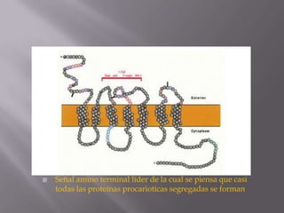 

Señal amino terminal líder de la cual se piensa que casi
todas las proteínas procarioticas segregadas se forman

 