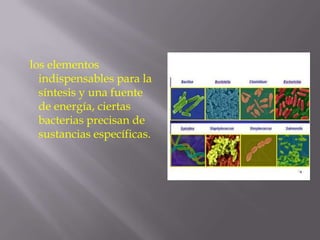 los elementos
indispensables para la
síntesis y una fuente
de energía, ciertas
bacterias precisan de
sustancias específicas.

 
