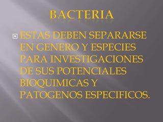  ESTAS

DEBEN SEPARARSE
EN GENERO Y ESPECIES
PARA INVESTIGACIONES
DE SUS POTENCIALES
BIOQUIMICAS Y
PATOGENOS ESPECIFICOS.

 
