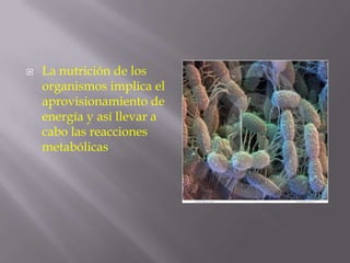 

La nutrición de los
organismos implica el
aprovisionamiento de
energía y así llevar a
cabo las reacciones
metabólicas

 