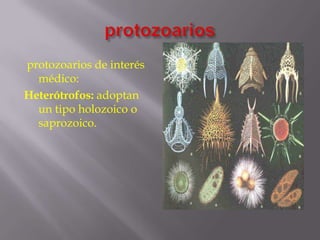 protozoarios de interés
médico:
Heterótrofos: adoptan
un tipo holozoico o
saprozoico.

 