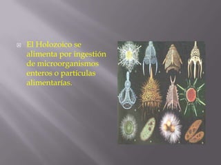 

El Holozoico se
alimenta por ingestión
de microorganismos
enteros o partículas
alimentarías.

 