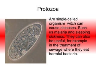 Protozoa
Are single-celled
organism witch can
cause diseases. Such
us malaria and sleeping
sickness. They can also
be useful, for example
in the treatment of
sewage where they eat
harmful bacteria.

 