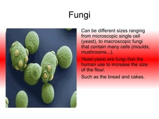 Fungi
Can be different sizes ranging
from microscopic single cell
(yeast), to macroscopic fungi
that contain many cells (moulds,
mushrooms...).
Yeast:yeast are fungi that the
human use to increase the size
of the flour.
Such as the bread and cakes.

 