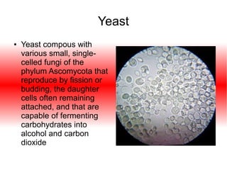 Yeast
●

Yeast compous with
various small, singlecelled fungi of the
phylum Ascomycota that
reproduce by fission or
budding, the daughter
cells often remaining
attached, and that are
capable of fermenting
carbohydrates into
alcohol and carbon
dioxide

 