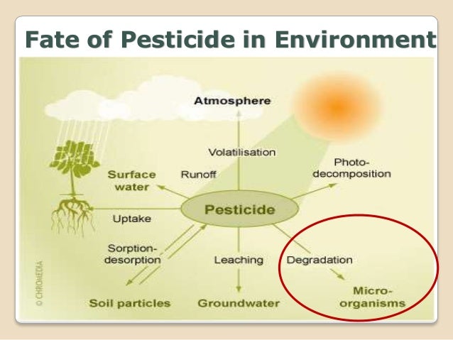 latest research paper on pesticide degradation by soil bacteria