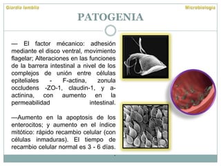 PATOGENIA
— El factor mécanico: adhesión
mediante el disco ventral, movimiento
flagelar; Alteraciones en las funciones
de la barrera intestinal a nivel de los
complejos de unión entre células
epiteliales - F-actina, zonula
occludens -ZO-1, claudin-1, y a-
actinina, con aumento en la
permeabilidad intestinal.
—Aumento en la apoptosis de los
enterocitos; y aumento en el índice
mitótico: rápido recambio celular (con
células inmaduras). El tiempo de
recambio celular normal es 3 - 6 días.
.
 