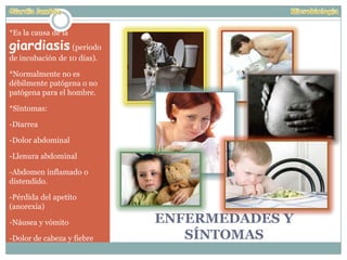 ENFERMEDADES Y
SÍNTOMAS
*Es la causa de la
giardiasis (periodo
de incubación de 10 días).
*Normalmente no es
débilmente patógena o no
patógena para el hombre.
*Síntomas:
-Diarrea
-Dolor abdominal
-Llenura abdominal
-Abdomen inflamado o
distendido.
-Pérdida del apetito
(anorexia)
-Náusea y vómito
-Dolor de cabeza y fiebre
 