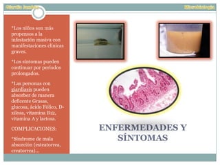 ENFERMEDADES Y
SÍNTOMAS
*Los niños son más
propensos a la
infestación masiva con
manifestaciones clínicas
graves.
*Los síntomas pueden
continuar por períodos
prolongados.
*Las personas con
giardiasis pueden
absorber de manera
deficente Grasas,
glucosa, ácido Fólico, D-
xilosa, vitamina B12,
vitamina A y lactosa.
COMPLICACIONES:
*Síndrome de mala
absorción (esteatorrea,
creatorrea)…
 