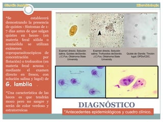 DIAGNÓSTICO
*Se establecerá
demostrando la presencia
de quistes - Síntomas de 1-
7 días antes de que salgan
quistes en heces- (en
materia fecal sólida o
semisólida se utilizan
exámenes
coproparasitoscópicos de
concentración por
flotación) o trofozoitos (en
materia fecal acuosa -
mediante el examen
directo en fresco, con
solución salina y lugol) de
G. lamblia .
*Una característica de las
heces es que tendrán
moco pero no sangre y
serán de color verdoso y
estratorreicas
Examen directo. Solución
salina. Quistes deGiardia.
J.C.Fox, Oklahoma State
University
Examen directo. Solución
salina. Trofozoitos deGiardia.
J.C.Fox, Oklahoma State
University
Quiste de Giardia. Tinción:
lugol. DPDx/CDC.
*Antecedentes epidemiológicos y cuadro clínico.
 
