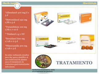 TRATAMIENTO
*Albendazol 400 mg/d x
5 d
*Metronidazol 250 mg
c/8h x 5 d
*Furazolidona 100 mg
c/6h x 7-10 d
* Tinidazol 2 g x DU
*Secnidazol 600 mg
c/12h x 2-3 d
*Nitazoxanida 500 mg
c/12h x 3 d
Se están realizando estudios
para dar apoyo científico al
uso tradicional de plantas
para el tratamiento de
trastornos gastrointestinales
infecciosos.
Xanthorhiza simplicissima, usada
en el tratamiento de giardiasis.
 