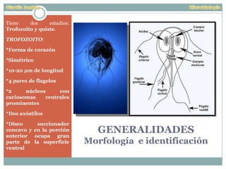 GENERALIDADES
Morfología e identificación
Tiene dos estadíos:
Trofozoito y quiste.
TROFOZOITO:
*Forma de corazón
*Simétrico
*10-20 µm de longitud
*4 pares de flagelos
*2 núcleos con
cariosomas centrales
prominentes
*Dos axóstilos
*Disco succionador
concavo y en la porción
anterior ocupa gran
parte de la superficie
ventral
 