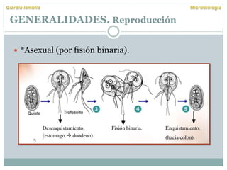 GENERALIDADES. Reproducción
 *Asexual (por fisión binaria).
 