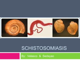 SCHISTOSOMIASIS 
By: Velasco & Sedayao 
 