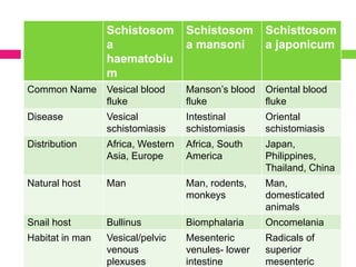 Schistosom 
a 
haematobiu 
m 
Schistosom 
a mansoni 
Schisttosom 
a japonicum 
Common Name Vesical blood 
fluke 
Manson’s blood 
fluke 
Oriental blood 
fluke 
Disease Vesical 
schistomiasis 
Intestinal 
schistomiasis 
Oriental 
schistomiasis 
Distribution Africa, Western 
Asia, Europe 
Africa, South 
America 
Japan, 
Philippines, 
Thailand, China 
Natural host Man Man, rodents, 
monkeys 
Man, 
domesticated 
animals 
Snail host Bullinus Biomphalaria Oncomelania 
Habitat in man Vesical/pelvic 
venous 
plexuses 
Mesenteric 
venules- lower 
intestine 
Radicals of 
superior 
mesenteric 
 