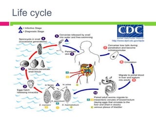 Life cycle 
